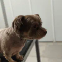 اصلاح و پیرایش حیوانات خانگی|خدمات آرایشگری و زیبایی|شاهین‌شهر, شهرک میلاد|دیوار