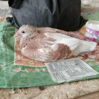 کبوتر موریس دلبر.پیازی.غوره ای.