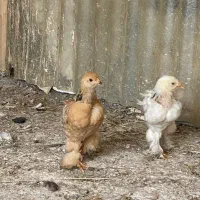 جوجه برهما‌ و گلین