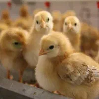 جوجه محلی درجه یک ارزانتر از همه جا