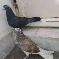 گروه کبوتر و سهره