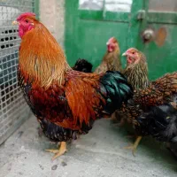 ویاندوت|حیوانات مزرعه|ورامین, خورین|دیوار