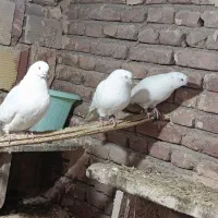 تعدادی کبوتر