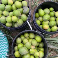 فروش-باغ-1200-متری-جاده-سد-دز