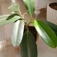 گل فیکوس فروشی