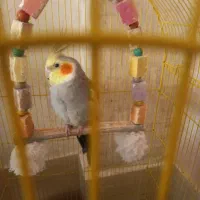 عروس هلندی دوتا نر تکی هم میدم