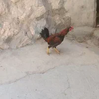 خروس لاری