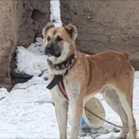 واگذاری سگ به شرط گله و نگهبانی