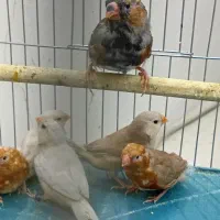 فنچ فول اورنج و بلک بادی