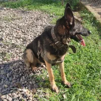 واگذاری توله ژرمن|سگ|سنگر, |دیوار