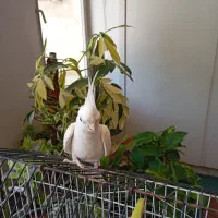 عروس هلندی|پرنده|اصفهان, کوجان|دیوار