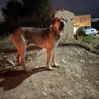 پژدرسگ