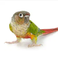 یک عددطوطی گرینچک گم شده