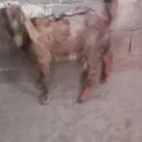 بزغاله نر