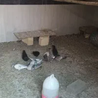 فروش کبوترزاغ ابادانی وکله ایی وبحرینی