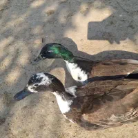 اردک پروازی و غاز محلی و قوغاز|حیوانات مزرعه|رشت, جانبازان|دیوار