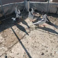 کفتر پراندنی