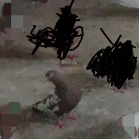 کفتر سینه قهوه‌ای و سرخ|پرنده|شیراز, نیستان|دیوار