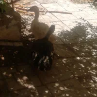 4تا مرغابی تخمی سالم