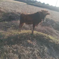 لیشه چالوسی عروسک|حیوانات مزرعه|کلاچای, |دیوار