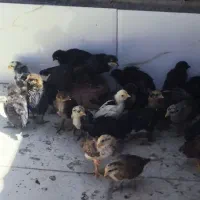 جوجه مرغ و بوقلمون