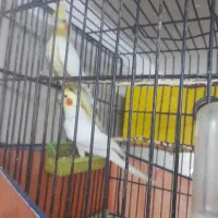 طوطی عروس