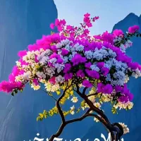 کسی وام ازدواج داشت خریدارم