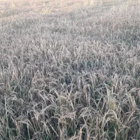 فروش شلتوک درجه یک در گتوند|حراج|اهواز, اهواز|دیوار