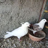 کبوتر دوکت|پرنده|بندرعباس, |دیوار