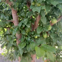 باغ میوه کنجکوروستای مروازین