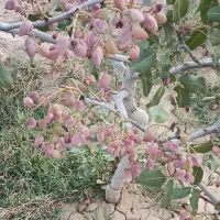 باغ پسته ثمری در مکان رو ب پیشرفت و امنیت بالا