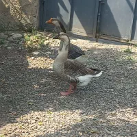 قو غاز سالم سالم