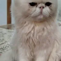 پرشین سفید فلت فیس