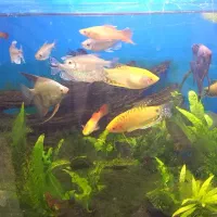 گوپی کوی توکسیدو و بلک هالف|ماهی|اهواز, نادری|دیوار