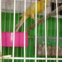 قناری نر|پرنده|مشهد, شهید معقول|دیوار