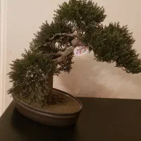 درختچه مصنوعی