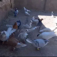 کفتر فروشی جفت ۵۰۰|پرنده|تربت جام, جامرود|دیوار