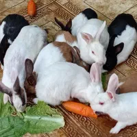 بچه خرگوش
