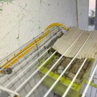 فروش چند جفت فنچ|پرنده|نورآباد ممسنی, |دیوار