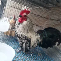 خروس چاپنیز اصل