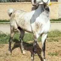 اسب یورغه تند ۸سال