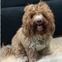 پت نژاد پودل مینیاتوری