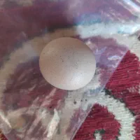 شهاب سنگ|کلکسیون اشیاء عتیقه|زاهدان, |دیوار