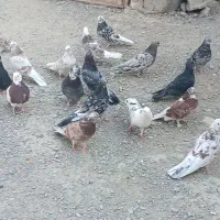 کبوتر|پرنده|نیمروز, |دیوار