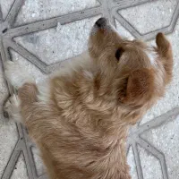 سگ‌پاکوتاه‌شناسنامه‌دار