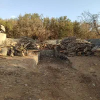 خریدو فروش چوب هیزمی و صنعتی|خدمات باغبانی و درختکاری|کرج, اتمسفر|دیوار