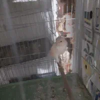 قناری پرتغالی|پرنده|قرچک, باقرآباد|دیوار