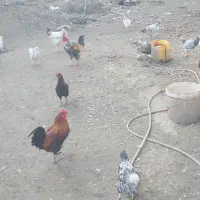 فروش مرغ و خروس محلی و برهما و گلین|حیوانات مزرعه|ساری, |دیوار