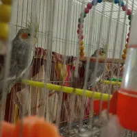 عروس هلندی سیامون 2تاش700پول لازمم|پرنده|مشهد, تلگرد|دیوار