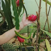 نهال دراگون فروت